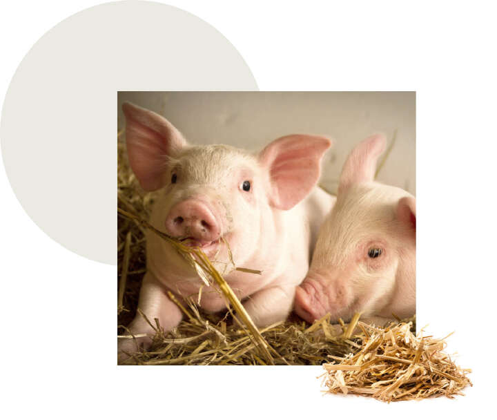 schwein blattivit protein spart futterkosten aminosaurebedarf schwein blattivit protein spart futterkosten aminosaurebedarf